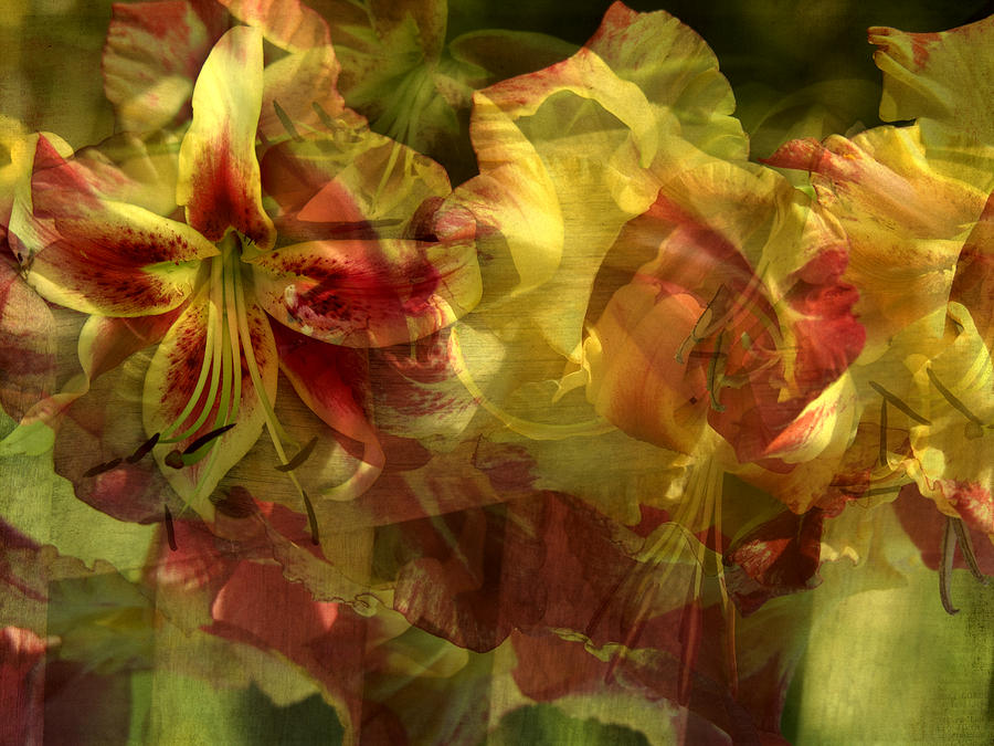 Pink Flowers Photograph - Lilies Montage by Bonnie Bruno