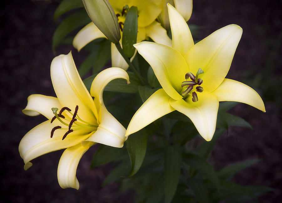Lilies Photograph by Morris McClung