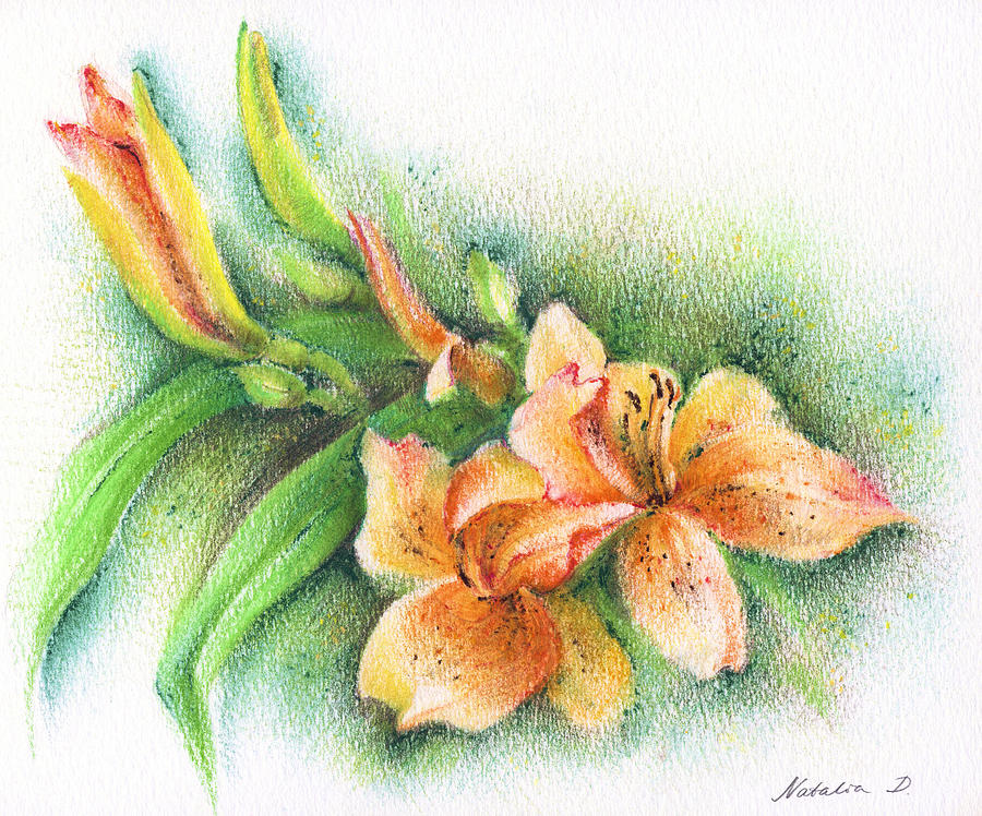 Lilies Drawing by Natasha Denger