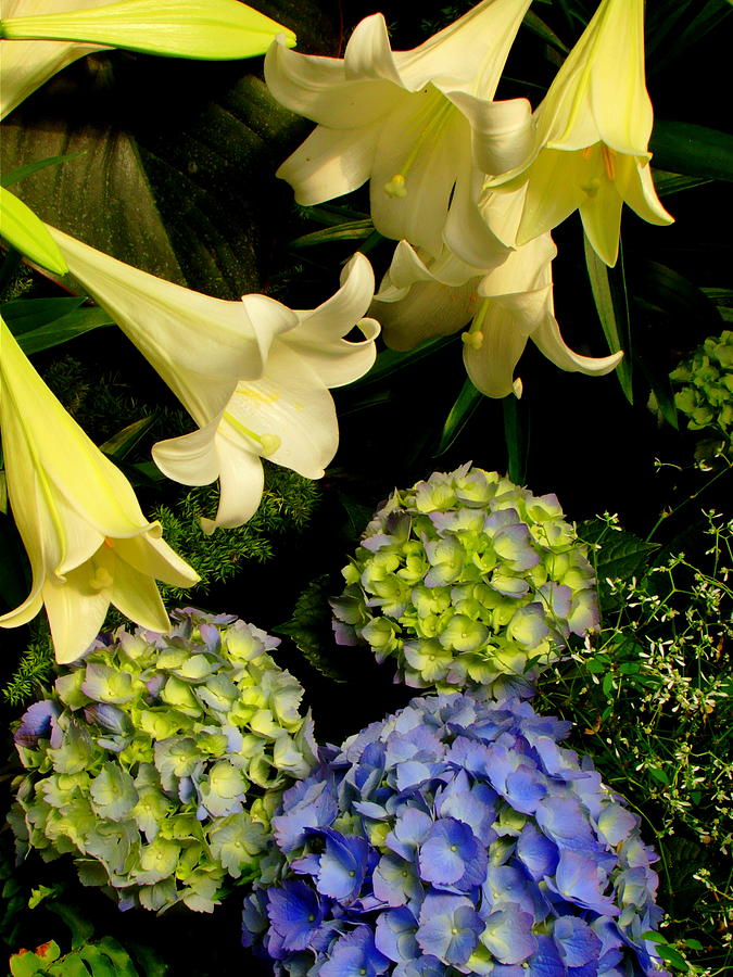 Lilies Observing Hydrangeas  Photograph by Rodney Lee Williams