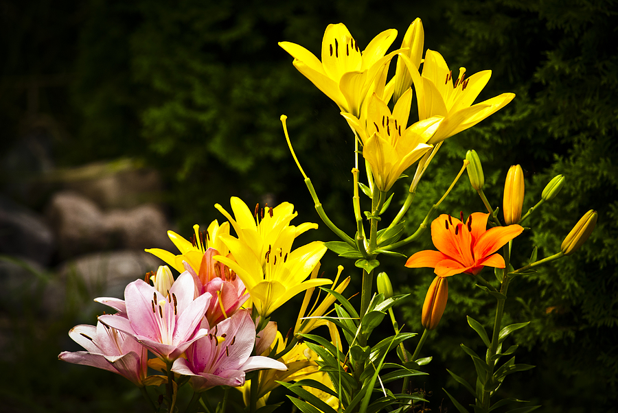 Lilies Of The Garden Photograph