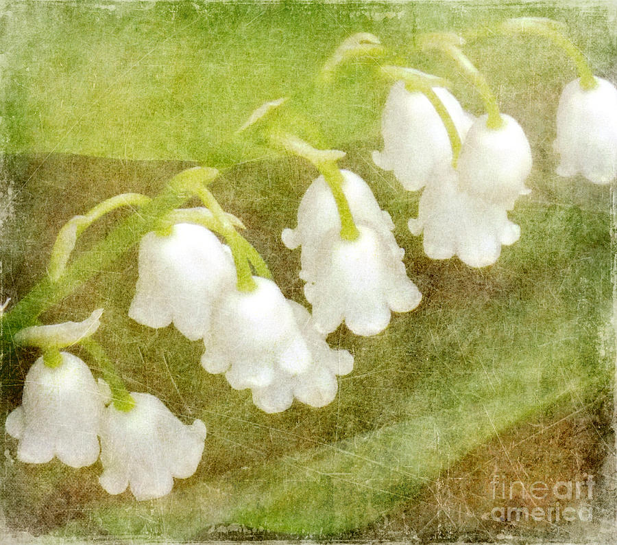Spring Painting - Lilies of the Valley by Alys Caviness-Gober