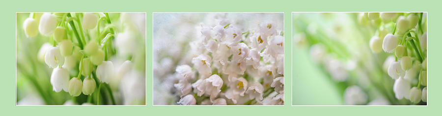 Lilies Of The Valley. Triptych Photograph