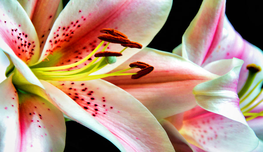 Lilies Photograph by Pat Cook