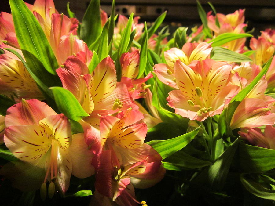 Lilies Photograph by Rosita Larsson
