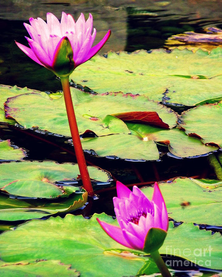 Water Lily Photograph - Lilies by Shawna Gibson