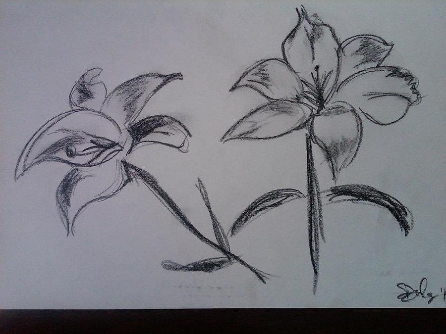 Lilies Drawing by Stephanie Dodgen - Fine Art America