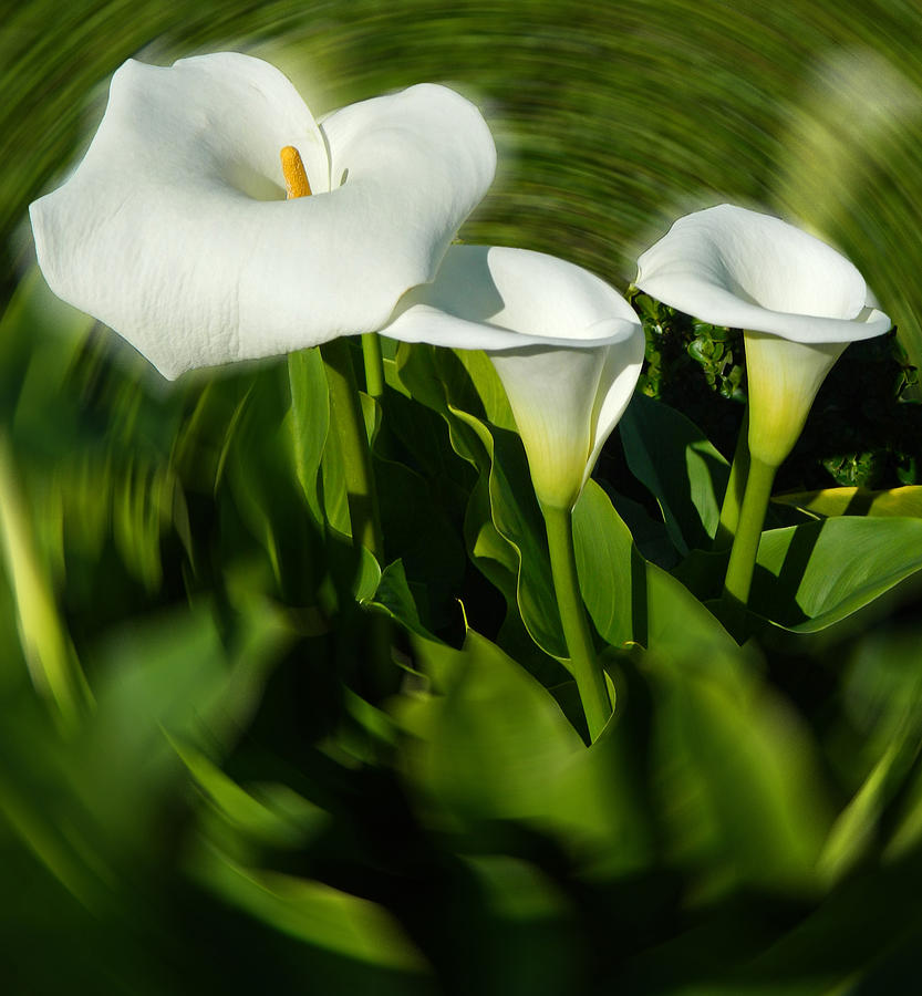 Lilies Undercurrent - San Francisco Photograph by Emmy Marie Vickers