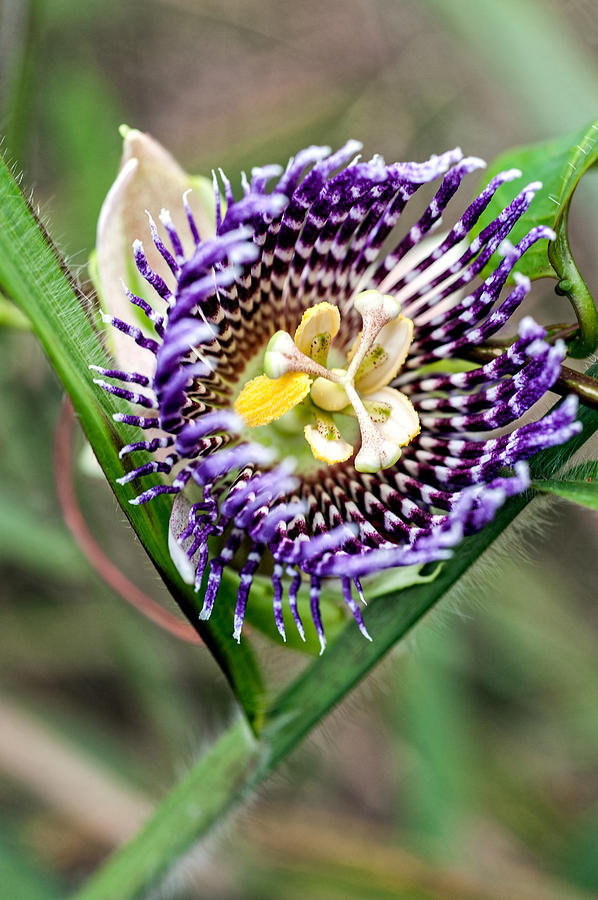 Lilikoi Flower Photograph by Dan McManus