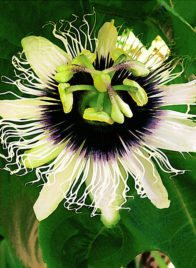 Lilikoi Flower Photograph by James Temple