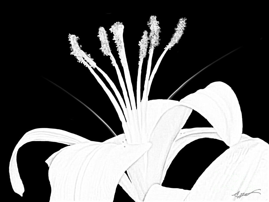 Lilium black and white  Digital Art by Anthony Fishburne
