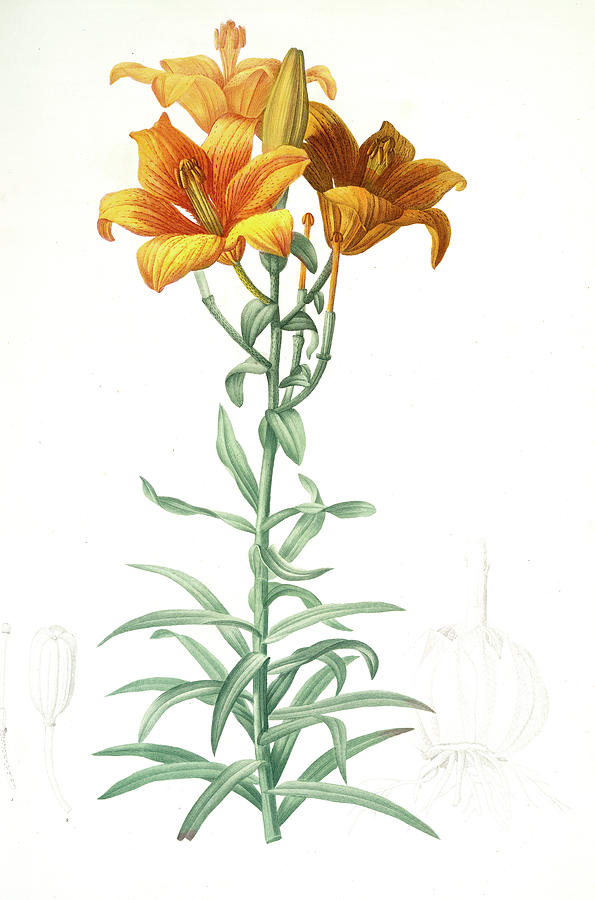 Lilium Bulbiferum, Lis Bulbiferum Lis Bulbifère Orange Lily Drawing by ...