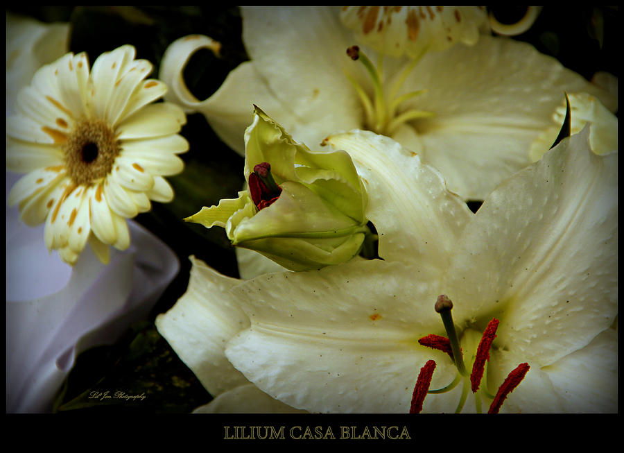 Lilium Casa Blanca Photograph by Jeanette C Landstrom