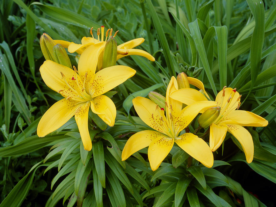 Lilium 'elfin Sun' Photograph by Geoff Kidd/science Photo Library - Pixels