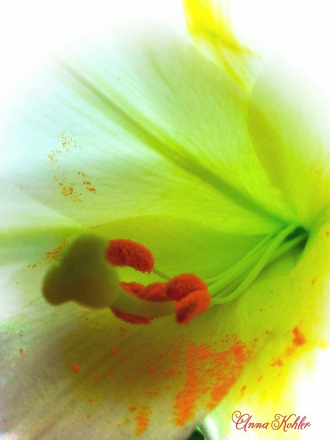 Lilium Longiflorum Photograph by Anna Kohler