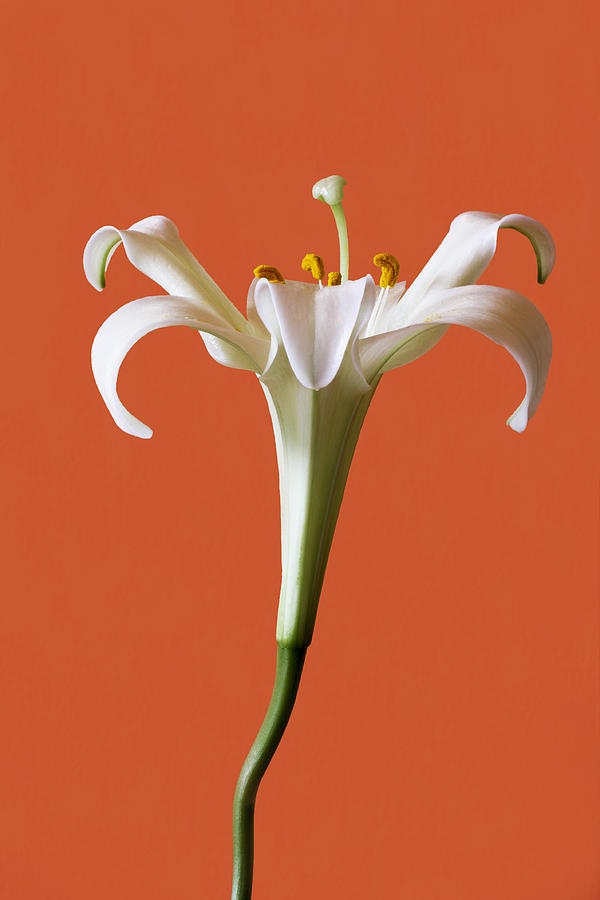 White  Lily Photograph by Marina Kojukhova