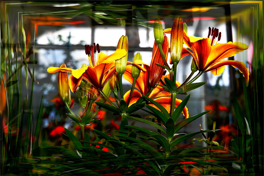 Lilium Photograph by Nigel Watts