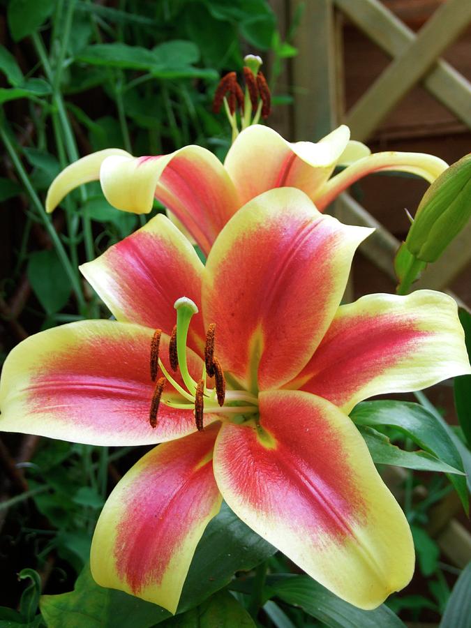 Lilium 'nymph' Photograph by Ian Gowland/science Photo Library - Fine ...