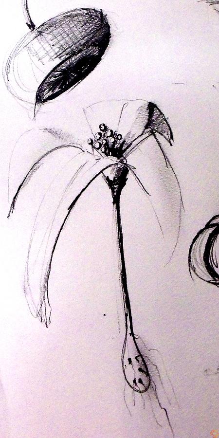 Lilium Observation Drawing