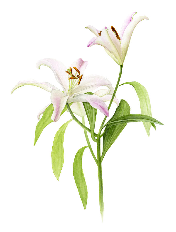 Lily Painting - Lilium orientalis Stargazer by Elizabeth Smith