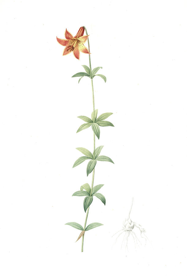 Flower Drawing - Lilium Penduliflorum, Lilium Canadense Lis à Fleur by Artokoloro