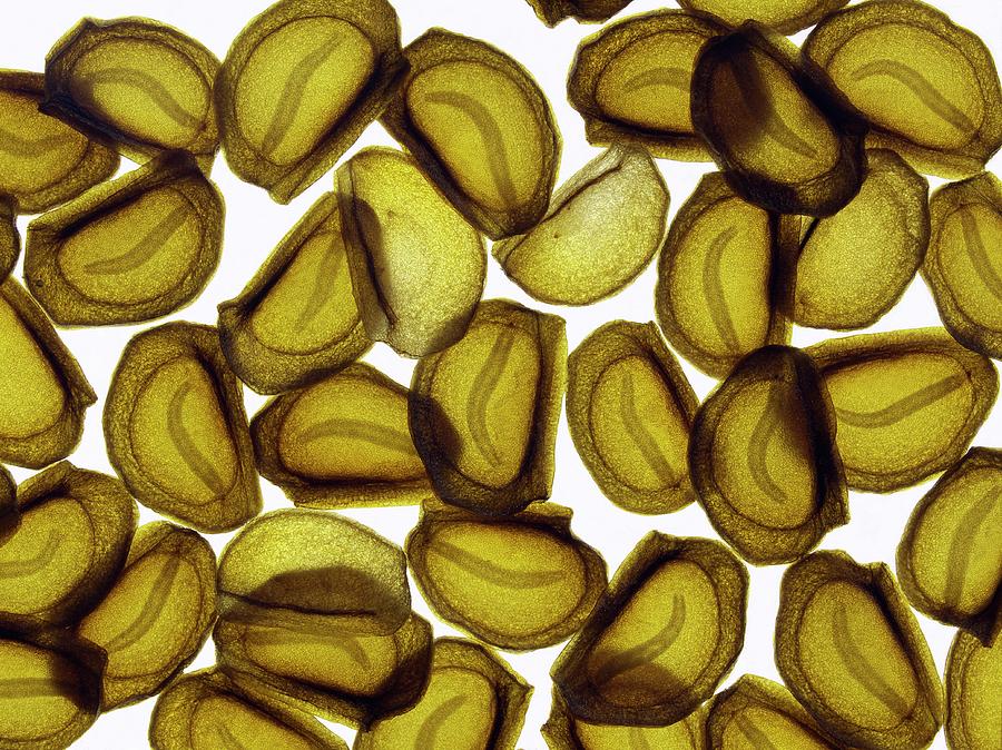 Lilium Regale Seeds by Dr Jeremy Burgess/science Photo Library