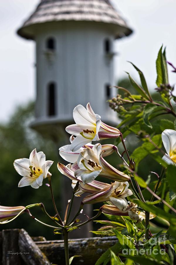 Lillies And Birdhouse Photograph