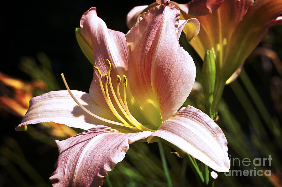 Lillies and Light Photograph by Lee Craig