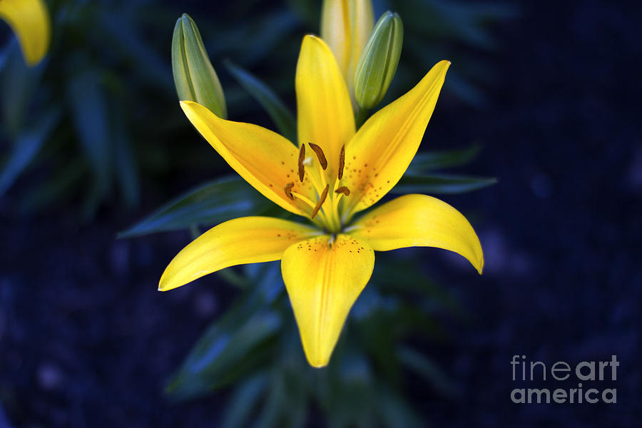 Flower Photograph - Lillies at Dusk by Thanh Tran