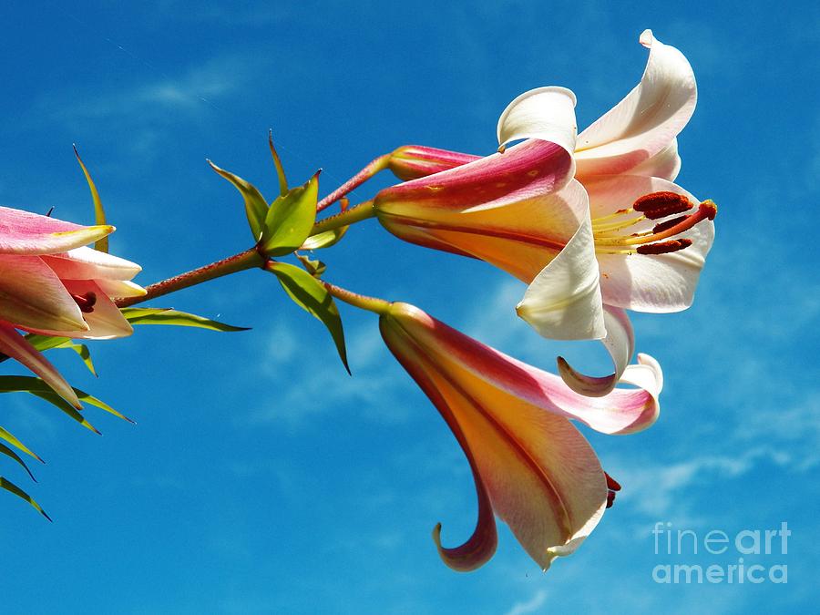 Flower Photograph - Lillies in the Sky by Judy Via-Wolff