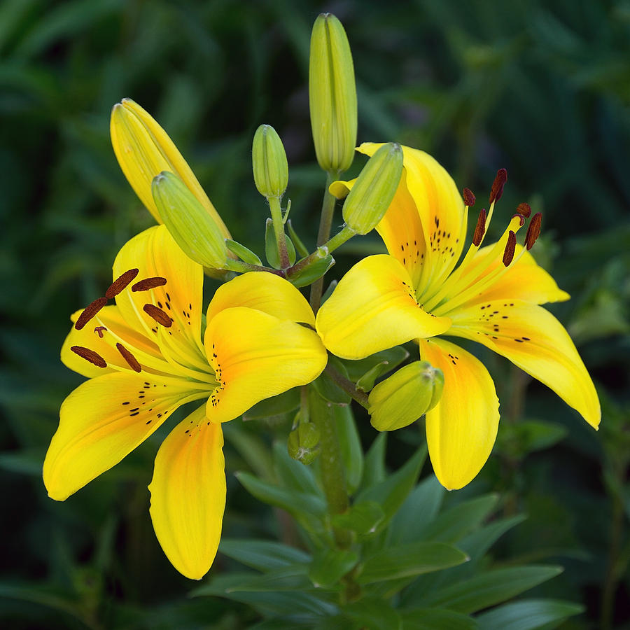 Lillies in Yellow Close-up Photograph by Leda Robertson