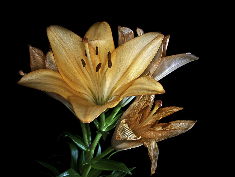Flower Photograph - Lillies by Nigel Jones