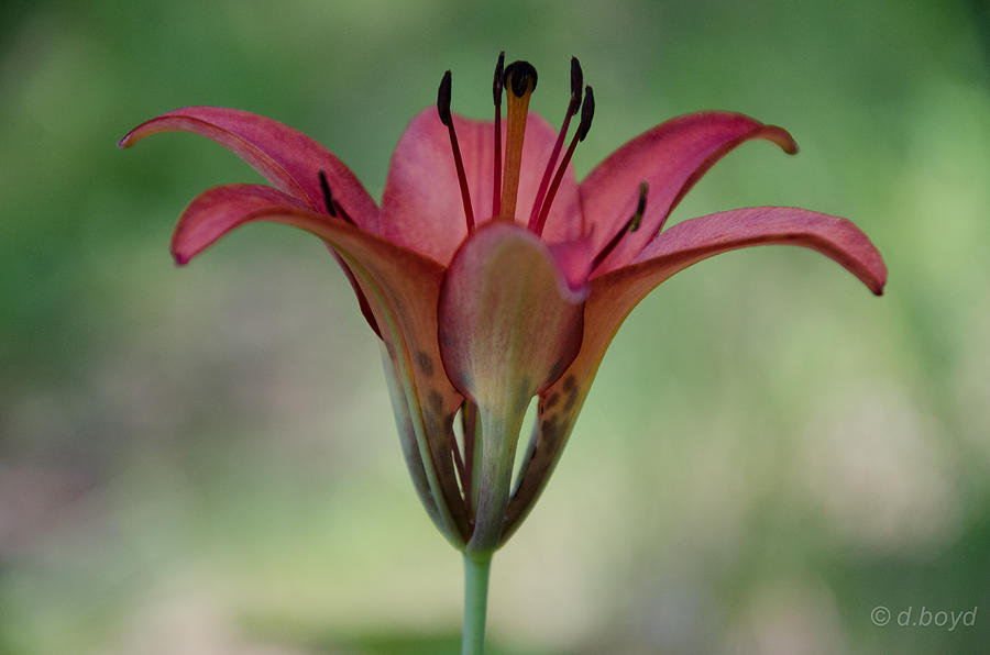 Lily Photograph - Lillium philadelphicum by Diana Boyd