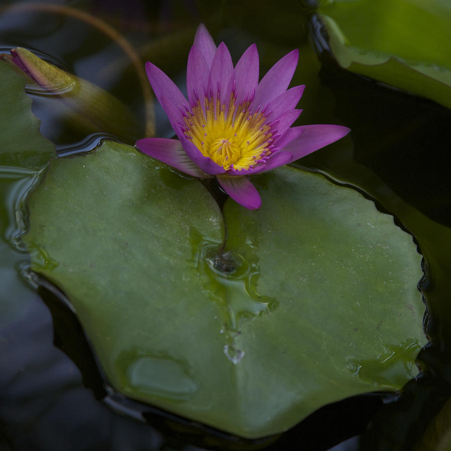 Lilly And Lotus Photograph