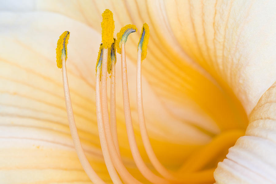 Lilly Bloom Photograph by Alexey Stiop