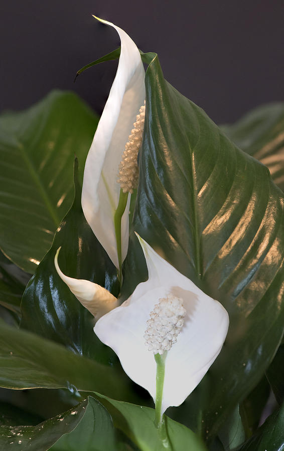 Lily Photograph - Calla Lily Flame by Phil And Karen Rispin