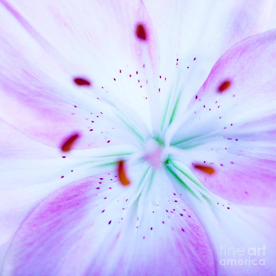 Lilly flower background Photograph by Anna Om