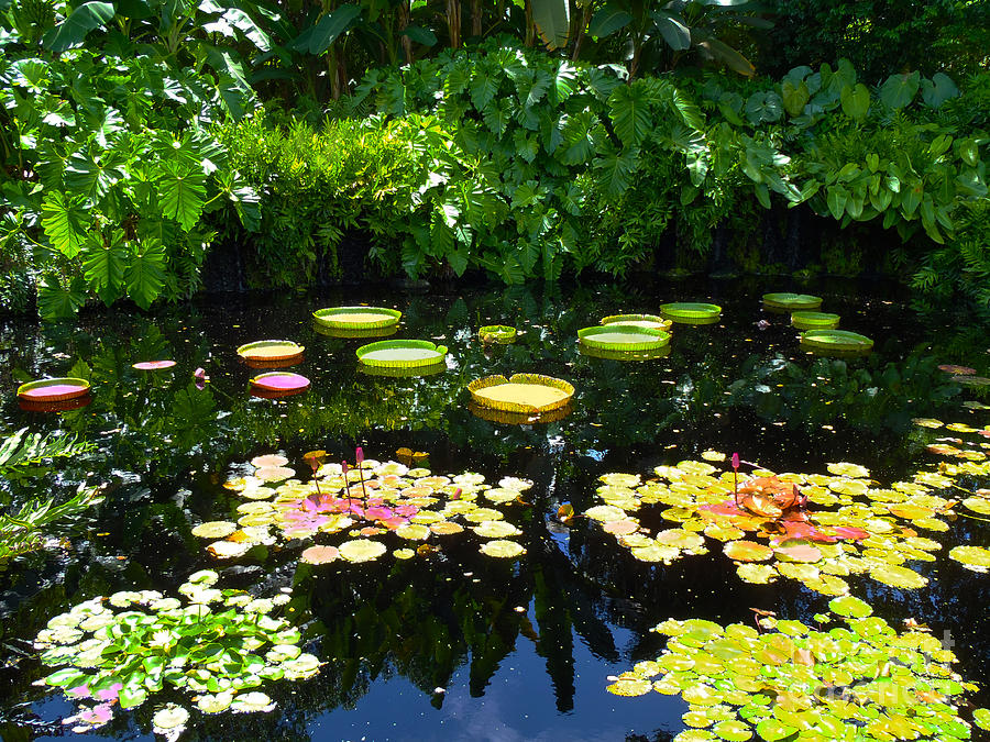 Lilly Garden Photograph by Carey Chen