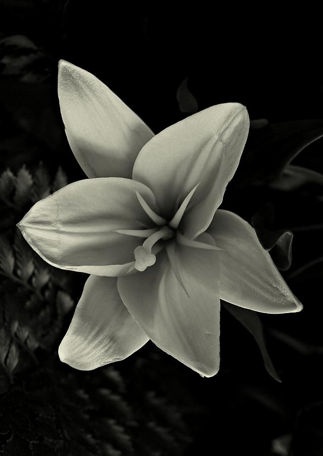 Flower Photograph - Lilly in Black and White by David Dehner