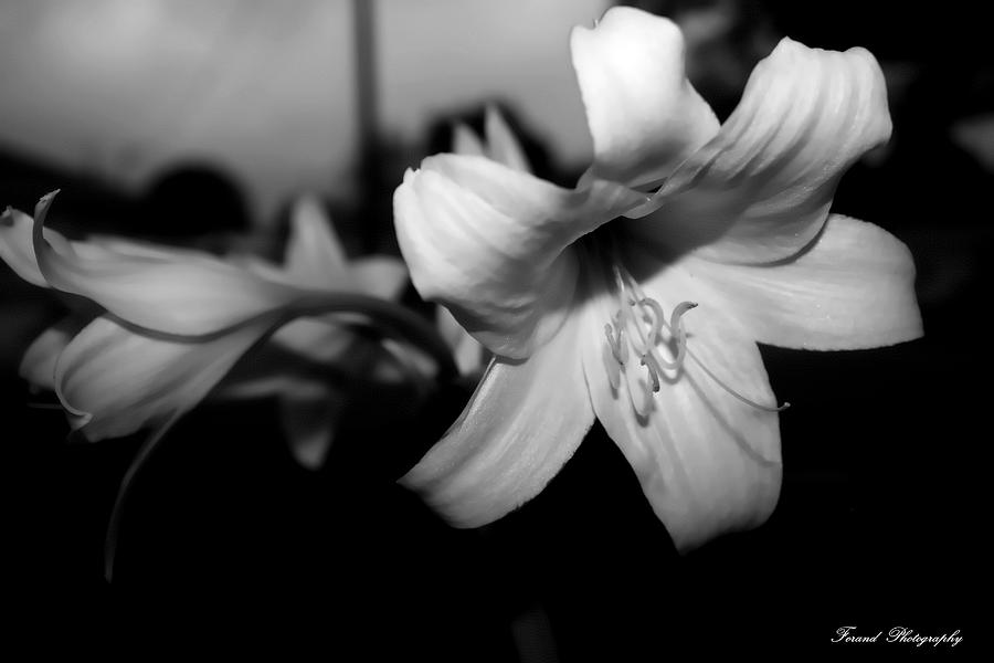 Black And White Photograph - Lilly In Black and White by Debra Forand