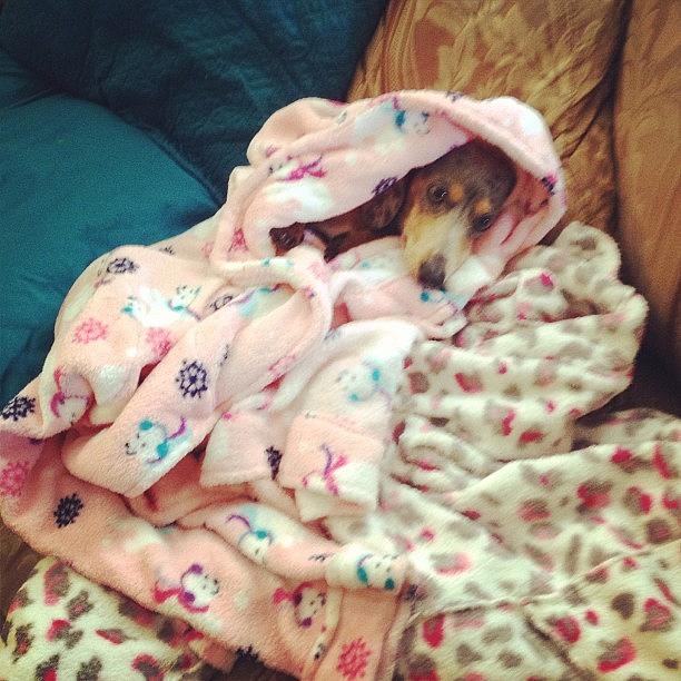 Lilly Is Cold🐶 Photograph by Gina Gonzalez