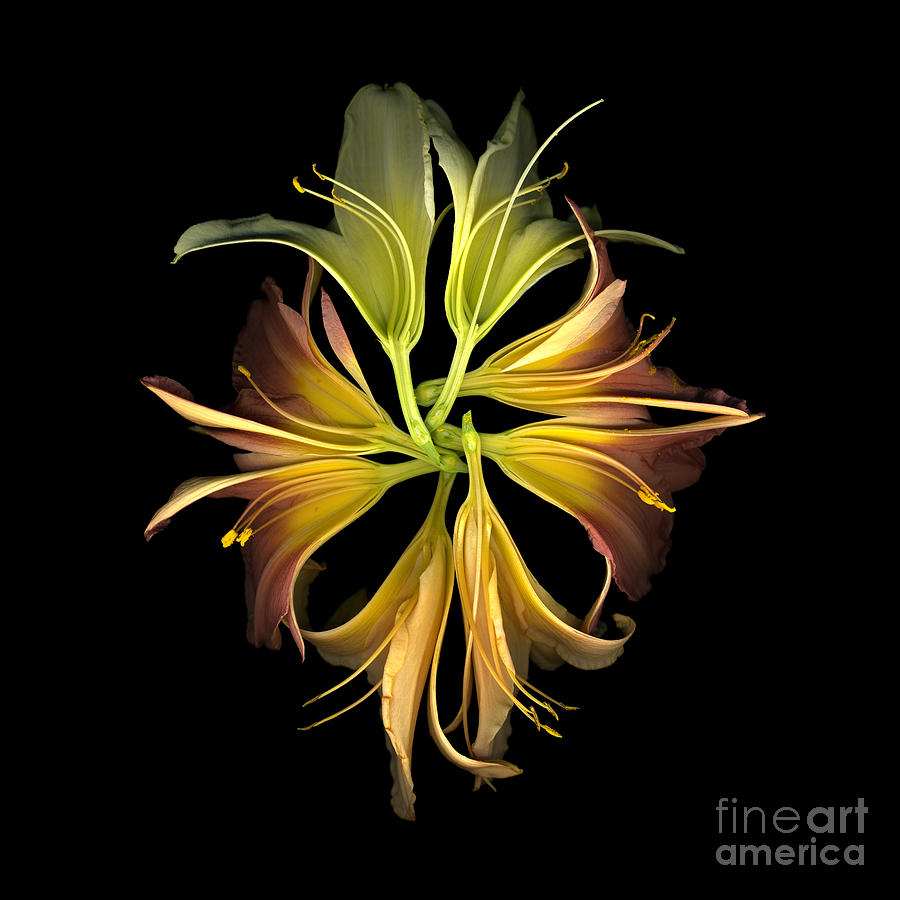 Lily Photograph - Lily Kaleidoscope by Dale Hoopingarner