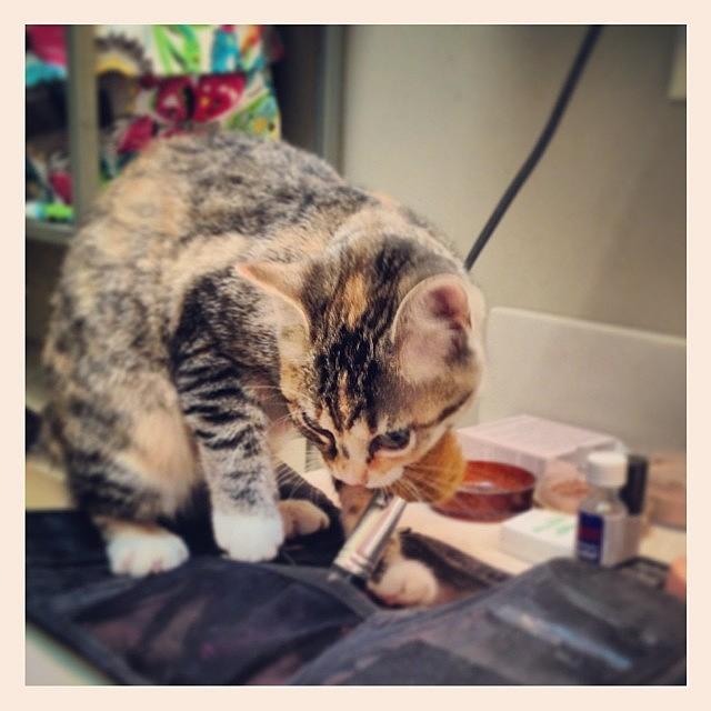 Lilly Loves My Make-up Brush.  I Had To Photograph by Sarah Steele