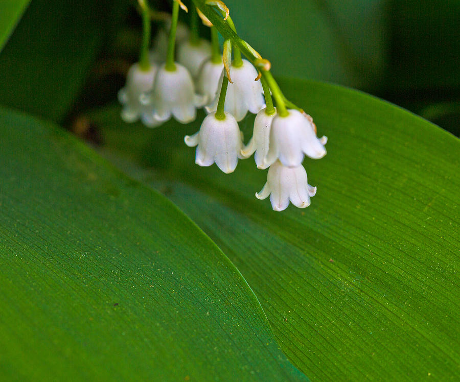 Lilly of the Valley Photograph by John Hoey