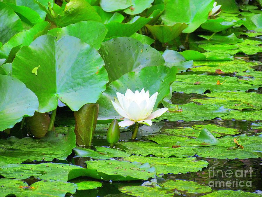 Acadia National Park Photograph - Lilly Pad by Elizabeth Dow