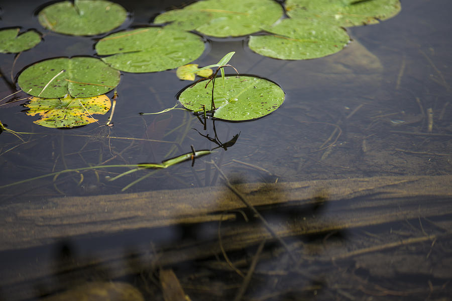 Lilly Pad Photograph by John McGraw