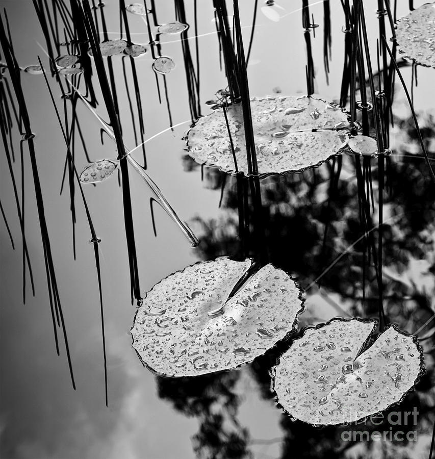 Lilly Pad Pond Black And White Photograph