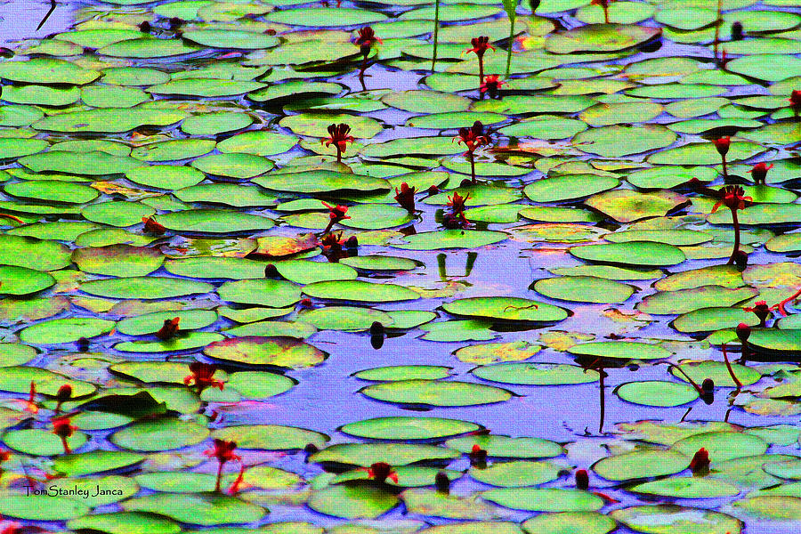 Lilly Pad Pond Photograph by Tom Janca