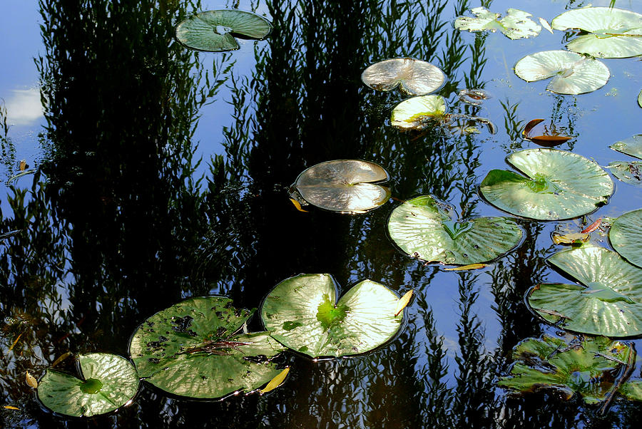 Lilly Pad Reflection Photograph by Frozen in Time Fine Art Photography ...