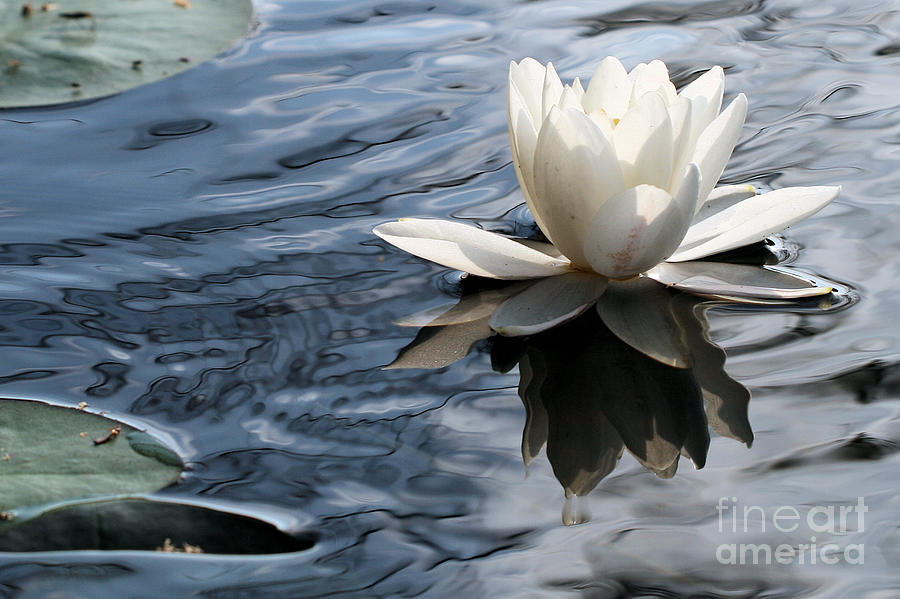 Lilly Pad Ripples Photograph by Stan Reckard